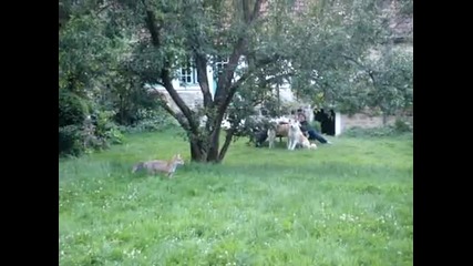 Куче И Лисица Приятели 