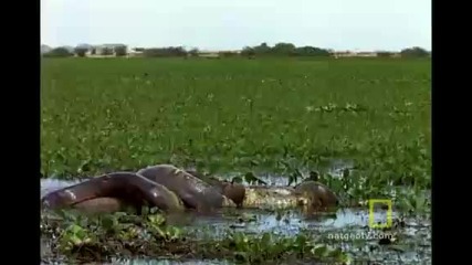 Anaconda Hunts