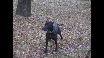 ares4ooo