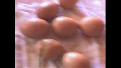 Egg Land Part 1