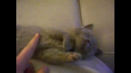 Котенцето мисли - Много сладко 