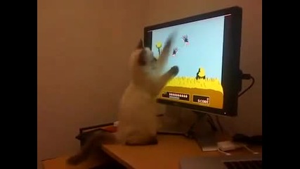 Котенце хваща патици от екрана на монитора :) 