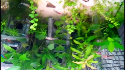 bayg 2