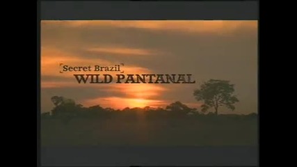 Тайната Бразилия: Дивият Пантанал