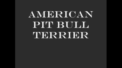 The Great American Pit Bull Terrier