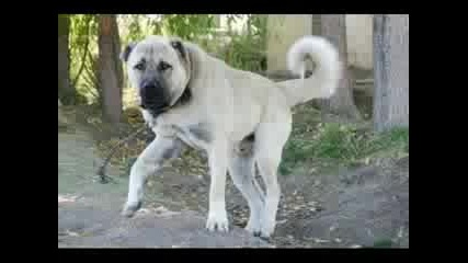 kangal