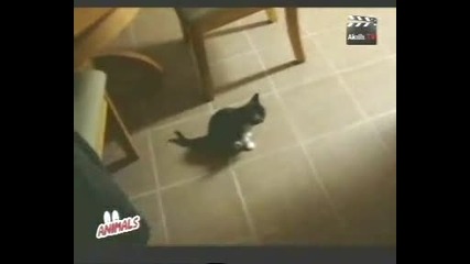 котенце 