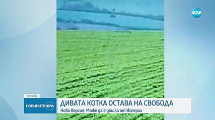 Хищникът в Шуменското плато е изпуснат от собственика преди два - три месеца