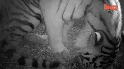 Редки кадри от раждането на бебета амурски тигърчета !