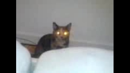 demon cat