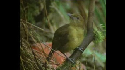 Bower Bird