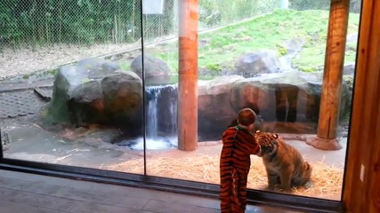 Забавление в зоопарка :) Малко дете се закача с тигърче