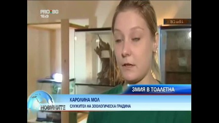Змия в кенефа