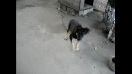 Crazy Dog