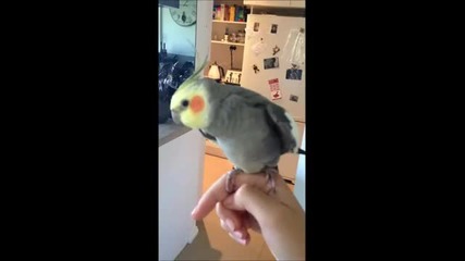 Bird singing dubstep! (original)