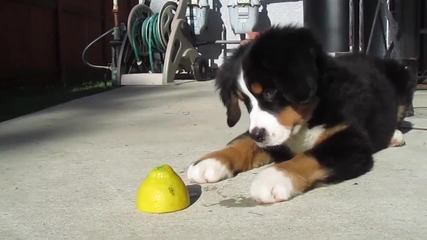 Смях! Малко кученце срещу лимон