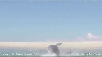 Неуспешен лов за голяма бяла акула