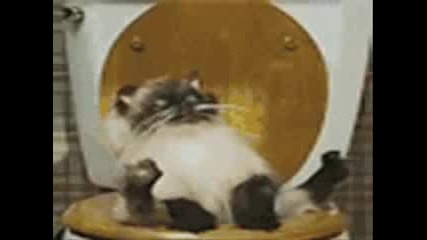 Very Funny Cats 1 