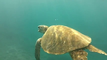 Чувството да плуваш с морска костенурка