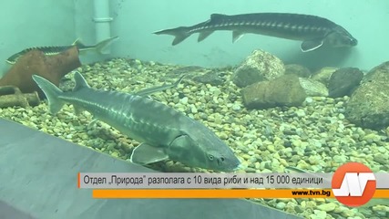 Екомузей с 8,5-тонен аквариум в Русе