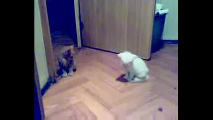 Котета спят прави О.о