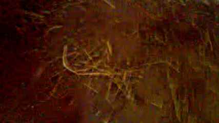 Esek Nbs Orda Mare Borazan 2017 Hd