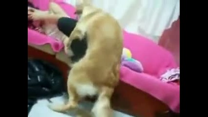 Турско куче желае секс! :d 
