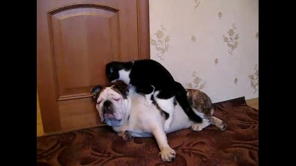 Това коте доста се поизпоти:)