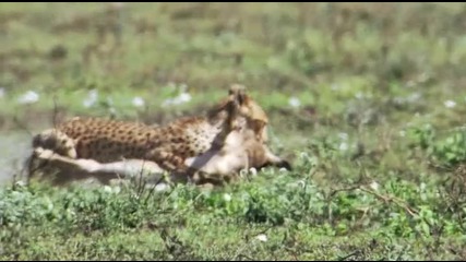 Уловът на грижовната майка гепард 