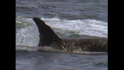 Killer Whales Hunt Sea Lion
