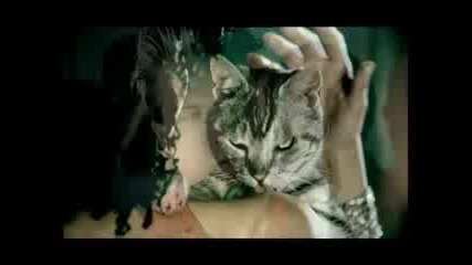 А Котарак Ли Е