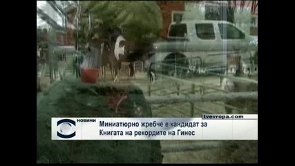 Роди се най - малкото конче в света 