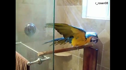 Три вида папагали,къпещи се по три различни начина.