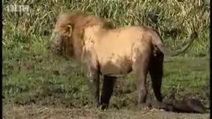 King lions establish new pride - Bbc wildlife