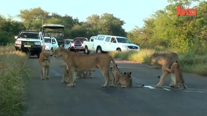 Сладки игриви лъвчета играят на пътя в Южна Африка