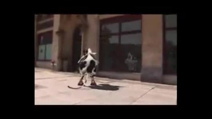Crazy Cow Song and Dance