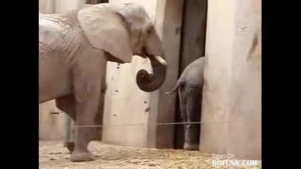 Слон яде лайната на друг слон