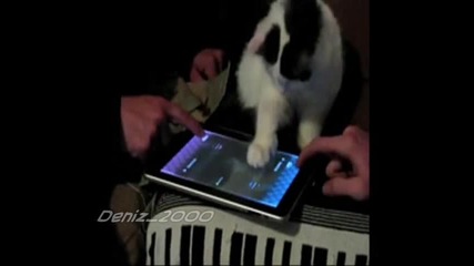 Животни с тъч падове