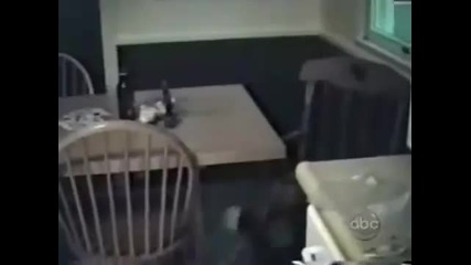 Ахх , тези котки !