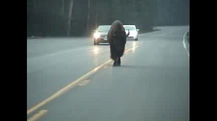 Бизон на пътя