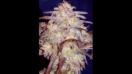 Dj Dp & Promenade - Ganja War ;]