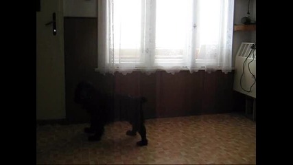 trenirovka