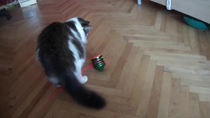 Коте и пумпал.