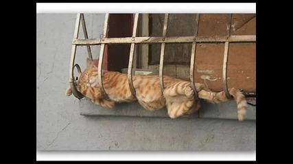 котешка работа_0001