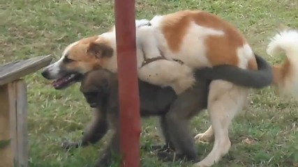Куче изнасилва маймуна