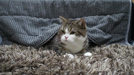 Коте мару - Нинджа!