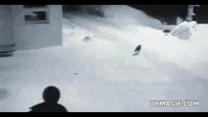 Excuse me Sir, have you seen three cats running by?