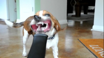 Смешно куче играе с тръба,от която излиза струя въздух
