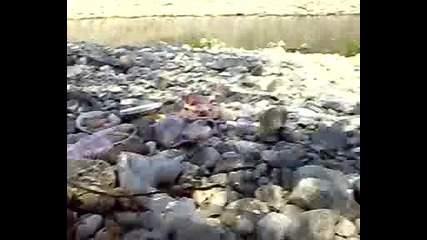 баровеца на Въча - част 1 