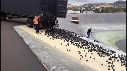 Стотици хиляди черни топки пазят питейната вода на Лос Анджелис !